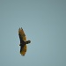 Vulture Opportunity Flew Away   by myhrhelper