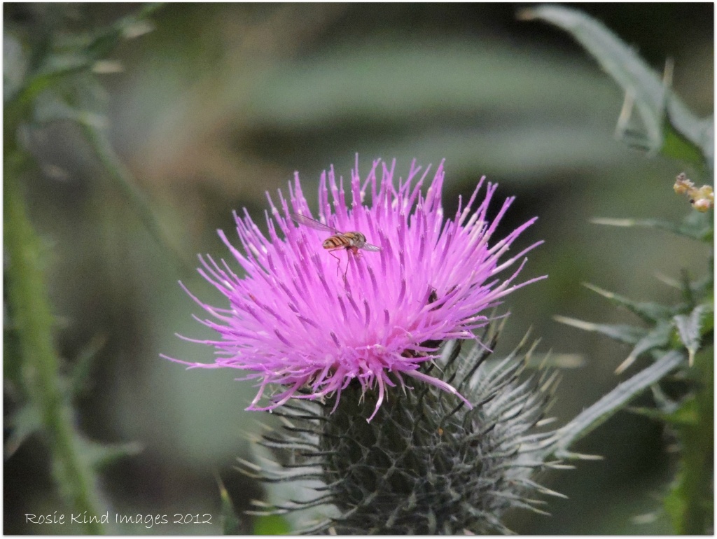 Thistle complete with bug by rosiekind