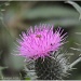 Thistle complete with bug by rosiekind