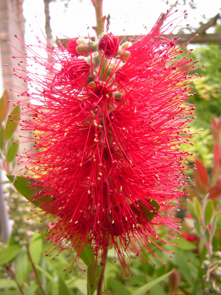 Our Callistemon is blooming by pyrrhula
