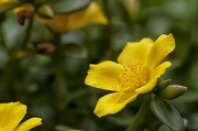 20th Jul 2012 - Moss Rose