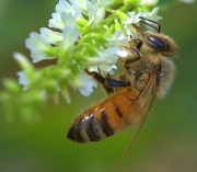 21st Jul 2012 - The Bee