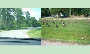 20th Jul 2012 - Geese crossing