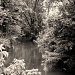 Creekside Softness by digitalrn