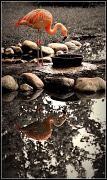 20th Jul 2012 - Flamingo Reflections