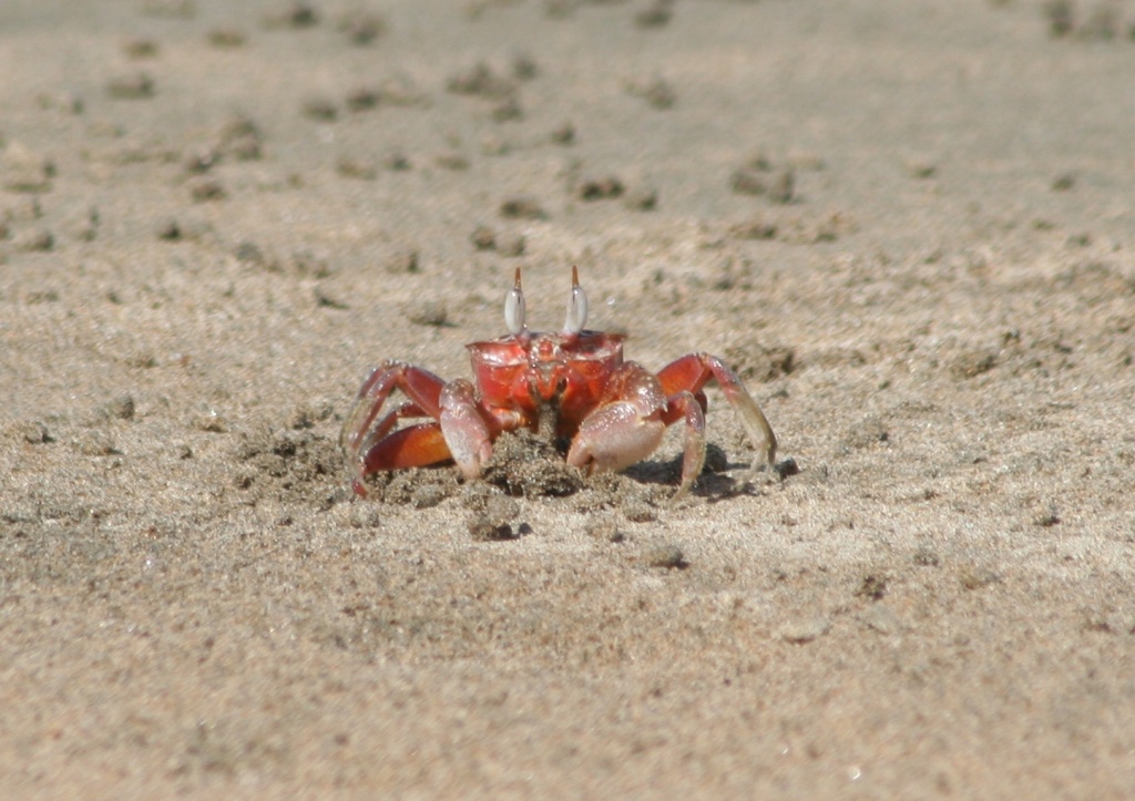 Mr. Crabbs, Mr. Crabbs!! by tara11