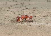 19th Jul 2012 - Mr. Crabbs, Mr. Crabbs!!
