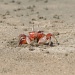 Mr. Crabbs, Mr. Crabbs!! by tara11