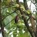 Woodpecker by tara11