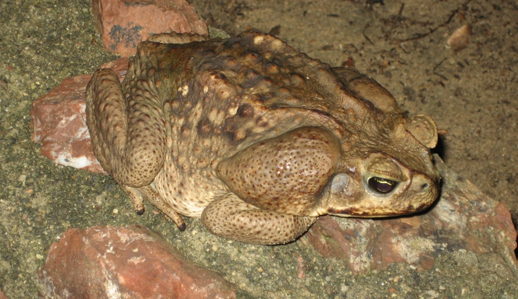 Big Toad by tara11