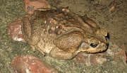 21st Jun 2012 - Big Toad