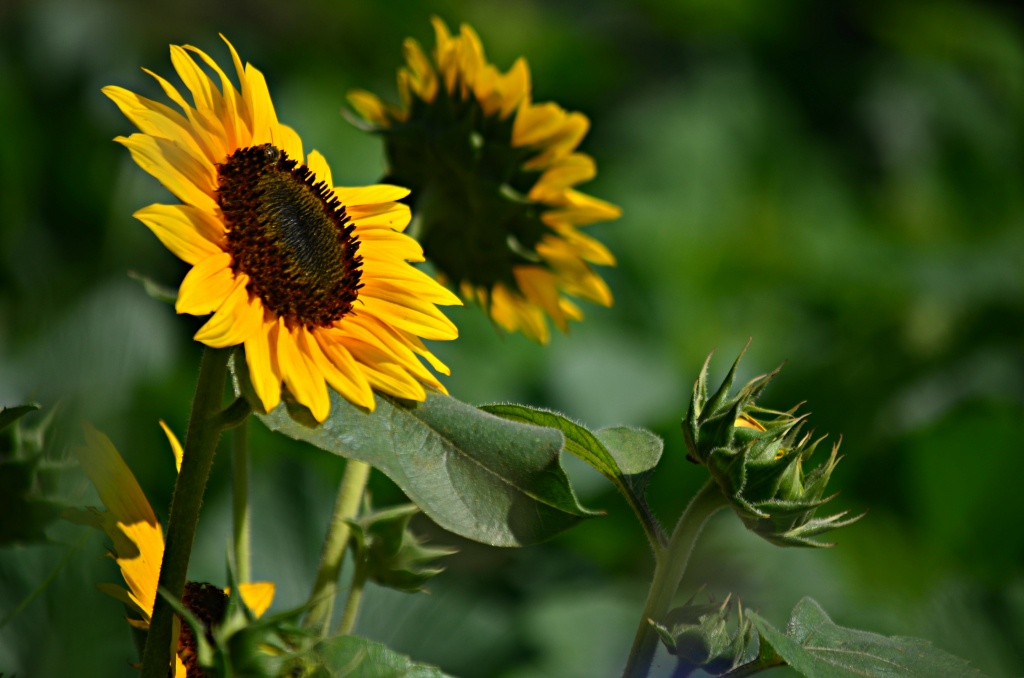 Sunflower  by myhrhelper