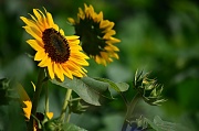 20th Jul 2012 - Sunflower 
