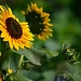 Sunflower  by myhrhelper