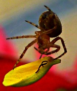 21st Jul 2012 - Spider