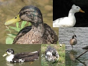 16th Jul 2012 - Duck Duck Goose