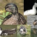 Duck Duck Goose by photogypsy