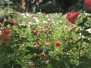 17th Jul 2012 - In A Garden