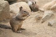 20th Jul 2012 - Squirrel