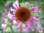 17th Jul 2012 - Consider the...Coneflowers