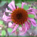 Consider the...Coneflowers by olivetreeann