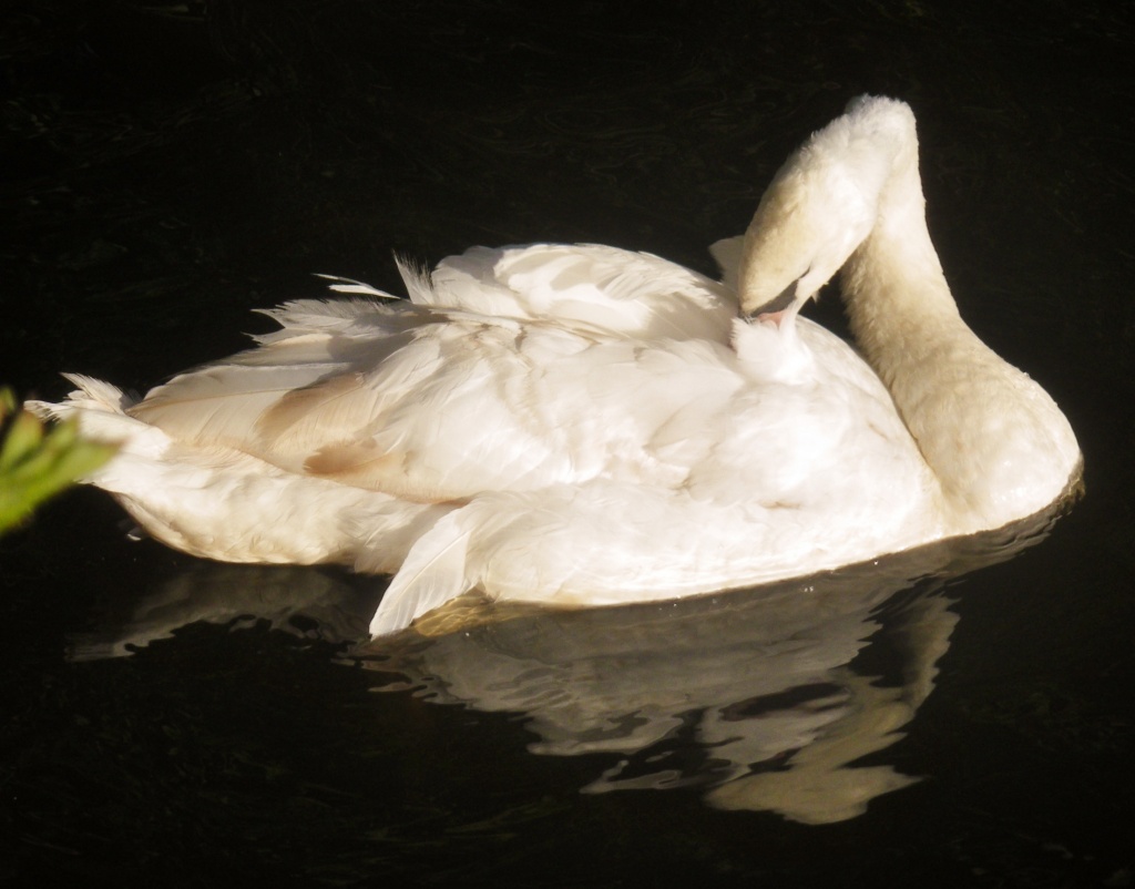 Preening Swan... by moominmomma