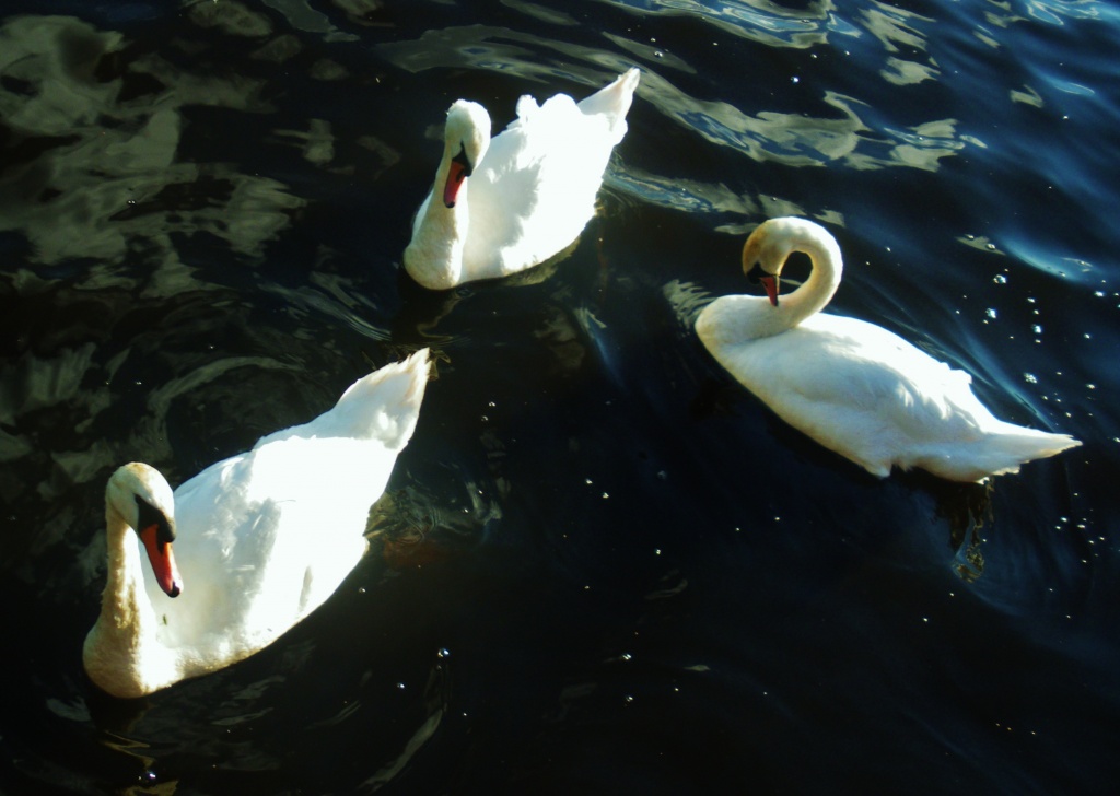 Three Swans A'Swimming... by moominmomma