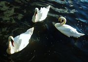 19th Jul 2012 - Three Swans A'Swimming...