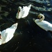 Three Swans A'Swimming... by moominmomma