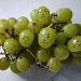 The Grapes of Wrath by bulldog