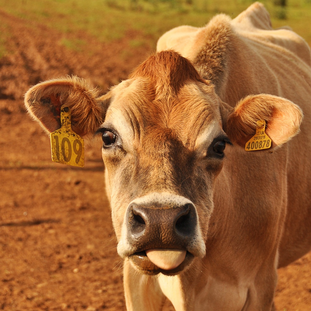 cheeky cow! by jantan