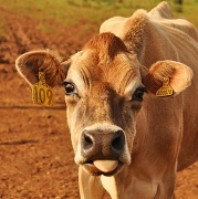 21st Jul 2012 - cheeky cow!