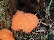 17th Jul 2012 - Fungi