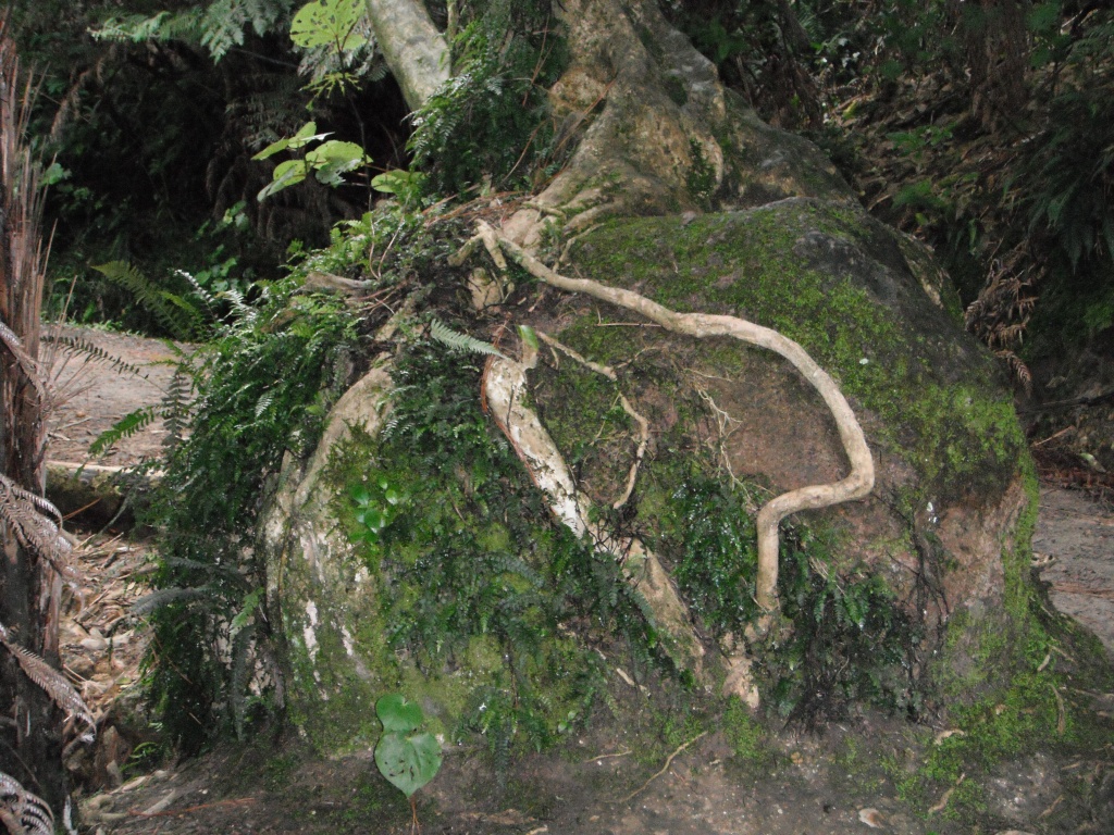 NZ Survivor Tree 7 by pamelaf