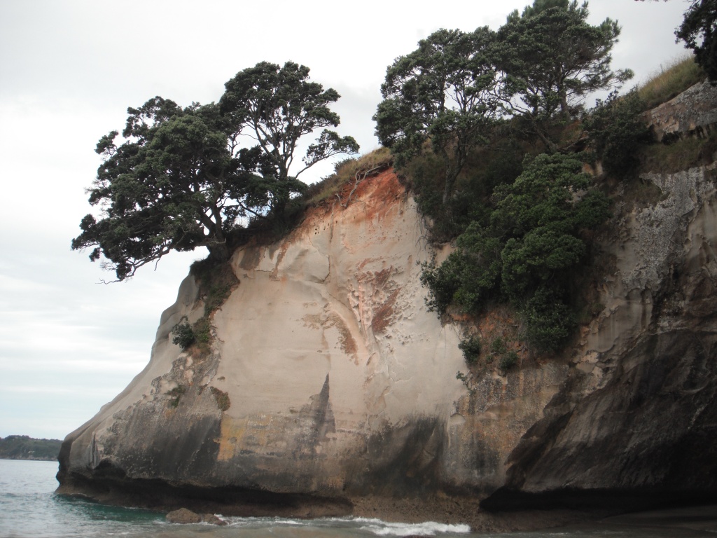 NZ Survivor Trees 5 by pamelaf