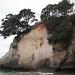 NZ Survivor Trees 5 by pamelaf