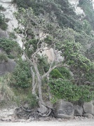29th Mar 2012 - NZ Survivor Tree 4