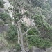 NZ Survivor Tree 4 by pamelaf