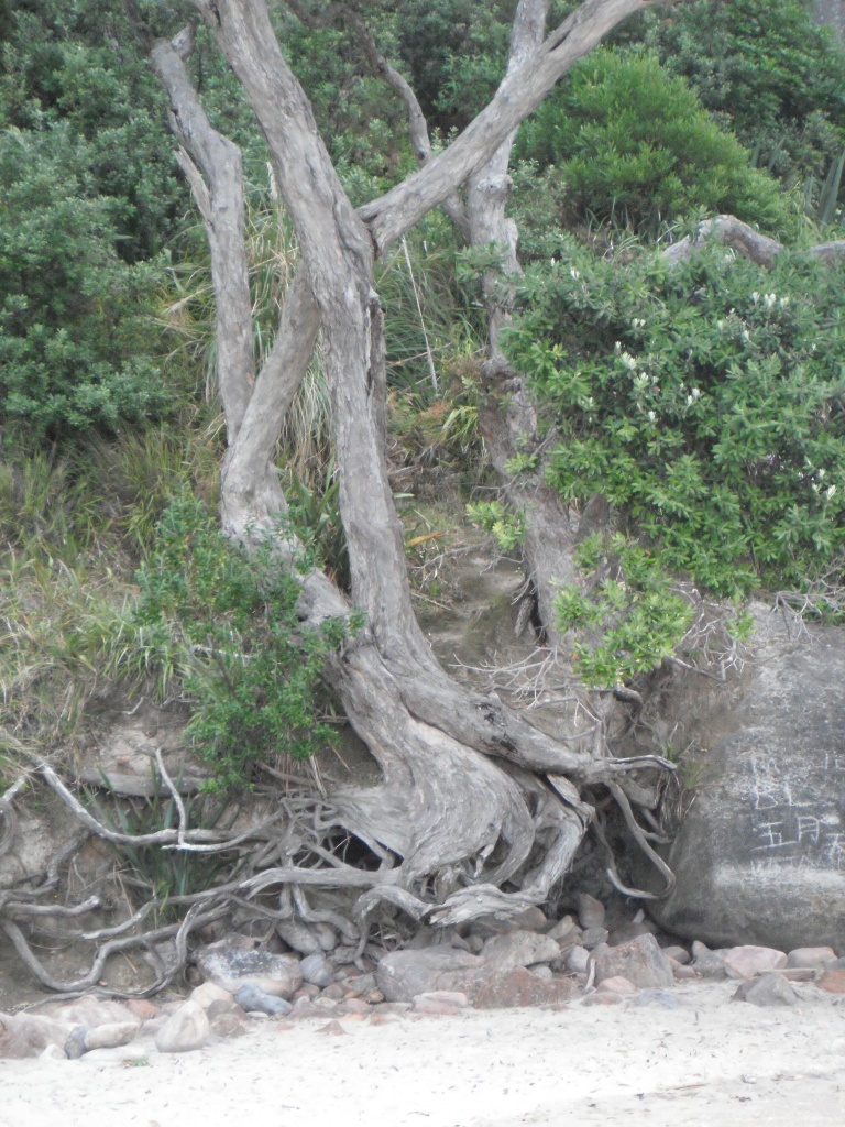 NZ Survivor Tree 3 by pamelaf