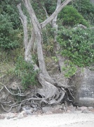 28th Mar 2012 - NZ Survivor Tree 3