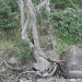 NZ Survivor Tree 3 by pamelaf