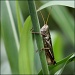 Just a grasshopper by cjwhite