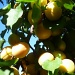 Ripe Apricots by handmade