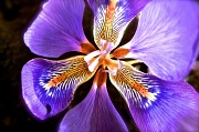 20th Jul 2012 - Iris Reticulata