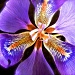 Iris Reticulata by maggiemae