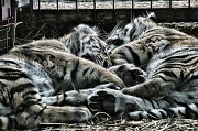 21st Jul 2012 - Bengal Tiger Cubs