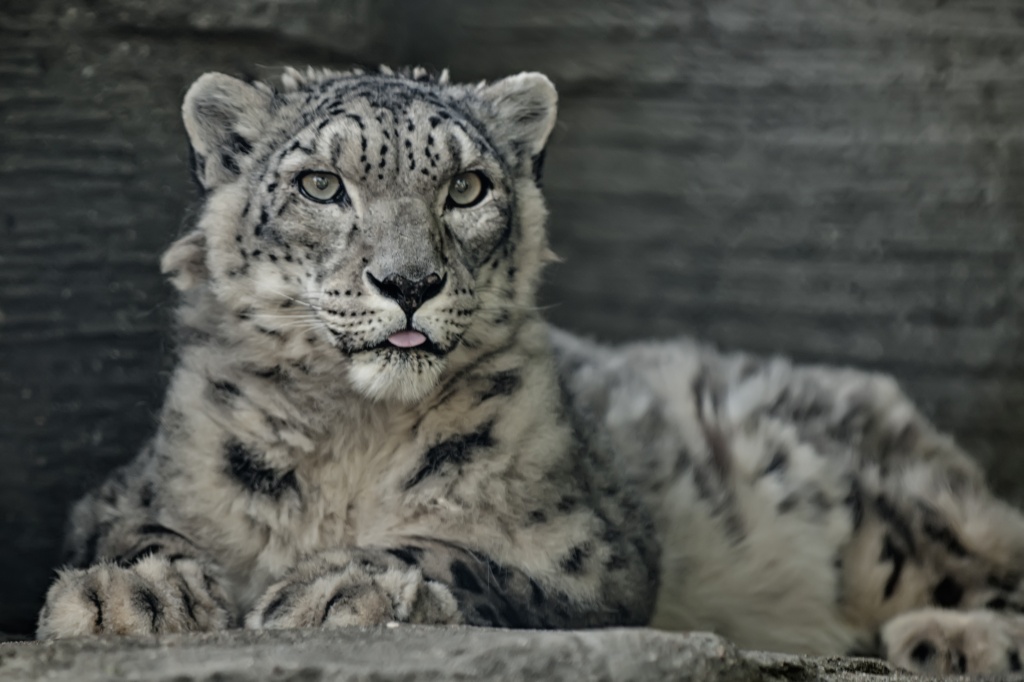 Snow Leopard by lstasel