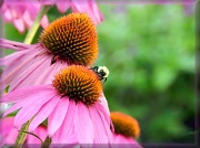 21st Jul 2012 - Pink Cone Flowers