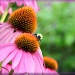 Pink Cone Flowers by paintdipper