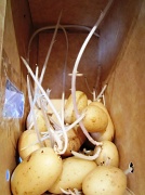 22nd Jul 2012 - the unexpected spud forest